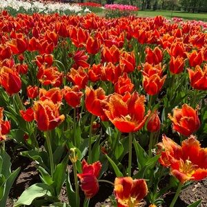 Meet your Posher, Risha